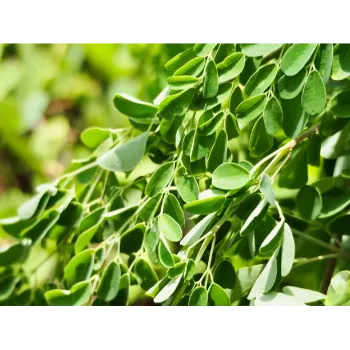 Natural Moringa Leaves